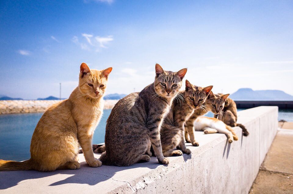 The Cat Islands of Japan – Hotel & Tourism Business Creative & Digital  Tourism